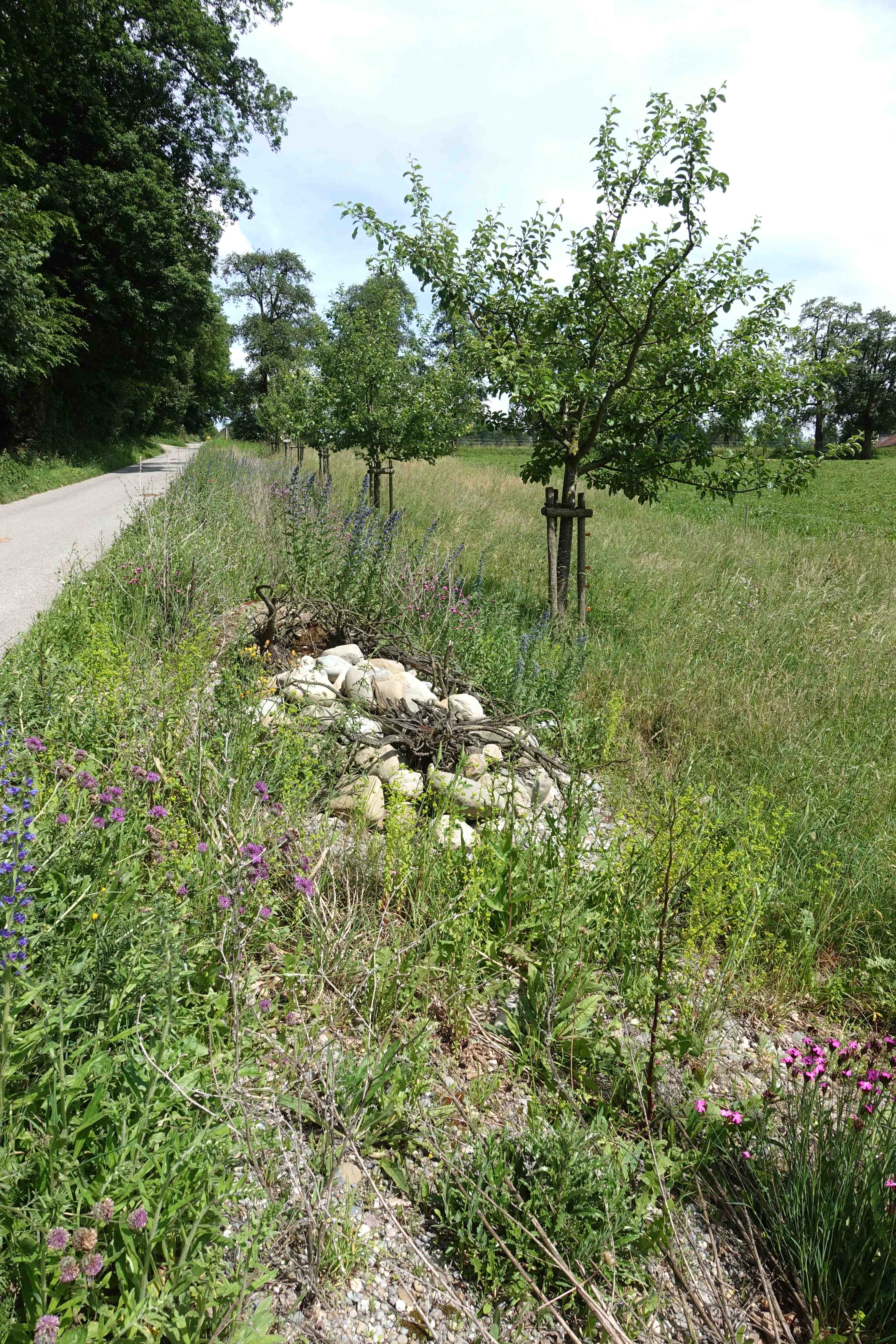 Aufwertungsmassnahmen Sonnenberg (Ober- und Unterengstringen): Lebensraummosaik und Vernetzungsstruktur (Anna Stäubli).