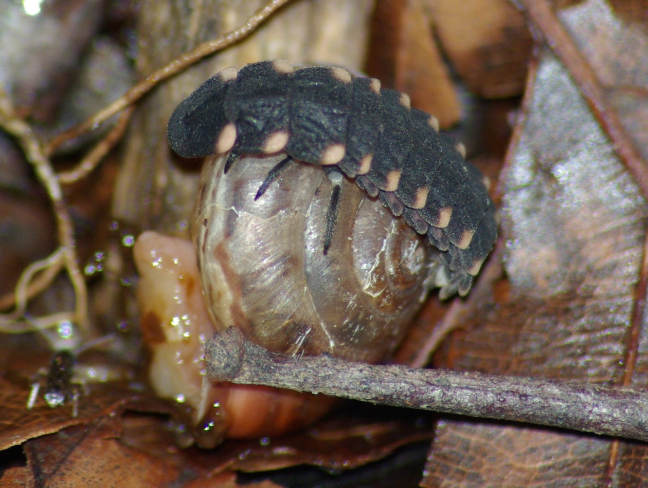 Grosses Glühwürmchen, Larve auf Häuschenschnecke (Hans Niederhauser)